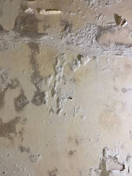 Professional Mold Remediation in Walnut Cove, NC