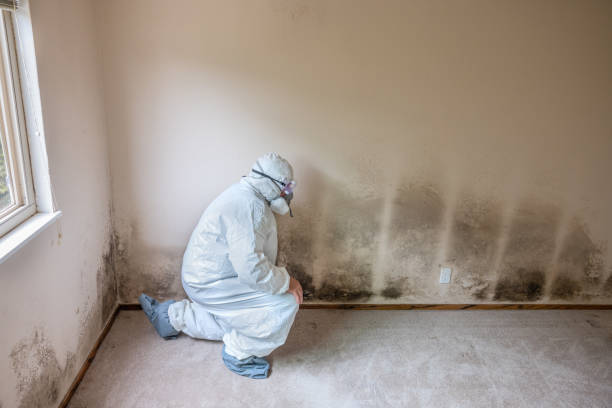Best Commercial Mold Remediation in Walnut Cove, NC