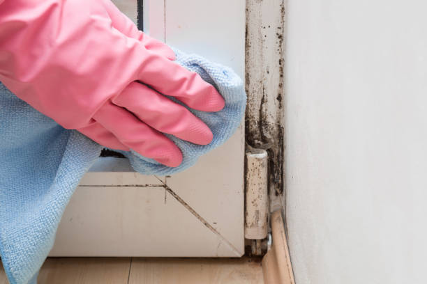 Best Residential Mold Remediation in Walnut Cove, NC